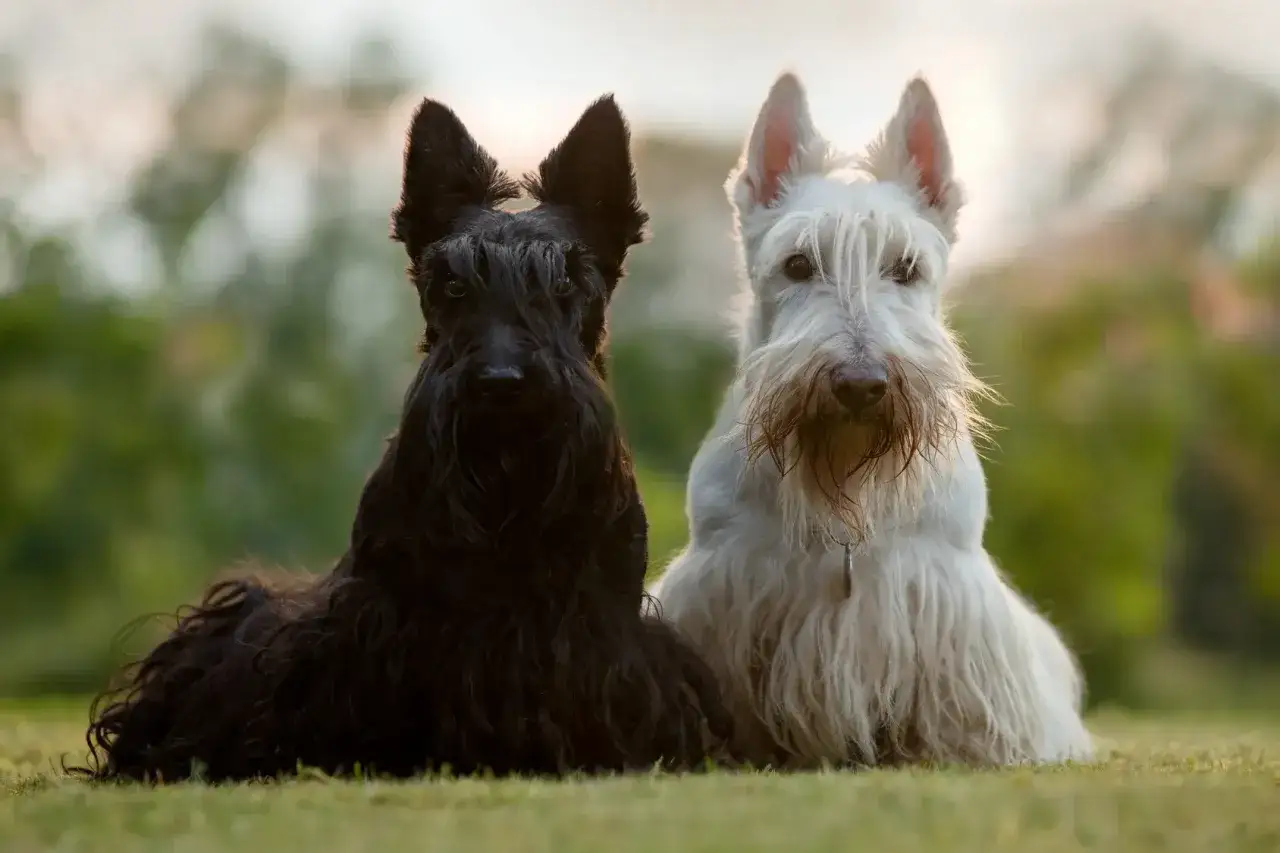 Dwa west terrier czarny i biały siedzą na trawie, patrząc w obiektyw.