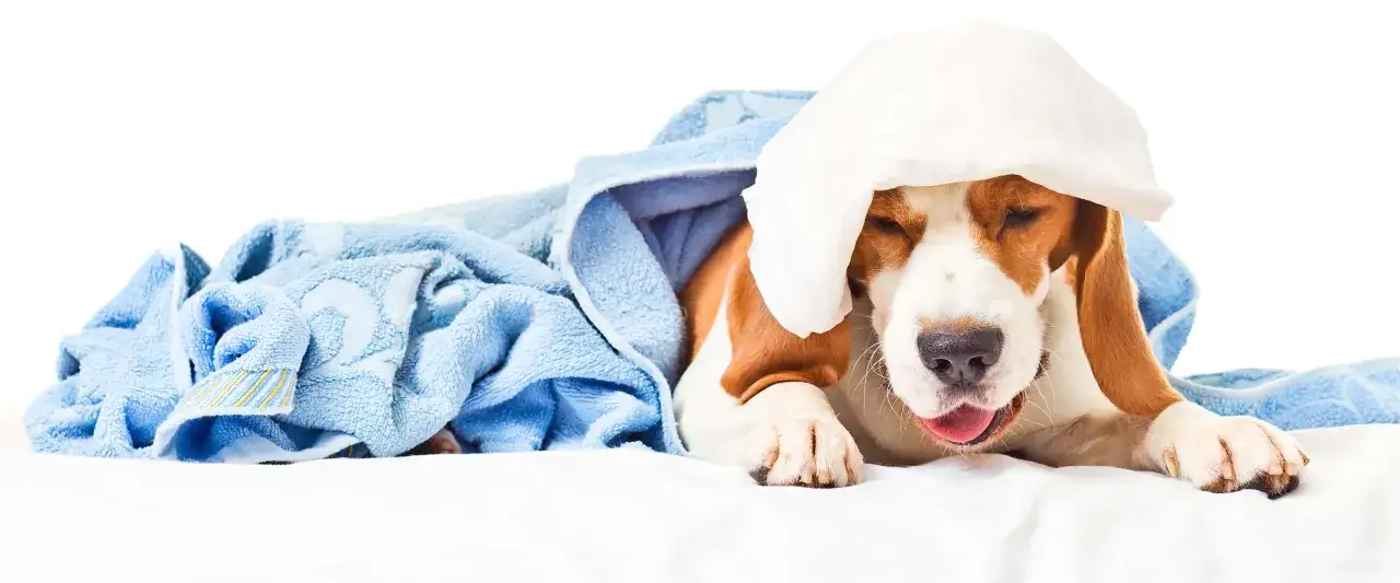 Szczeniak beagle z czkawką, otulony niebieskim ręcznikiem, z białym kompresem na głowie.