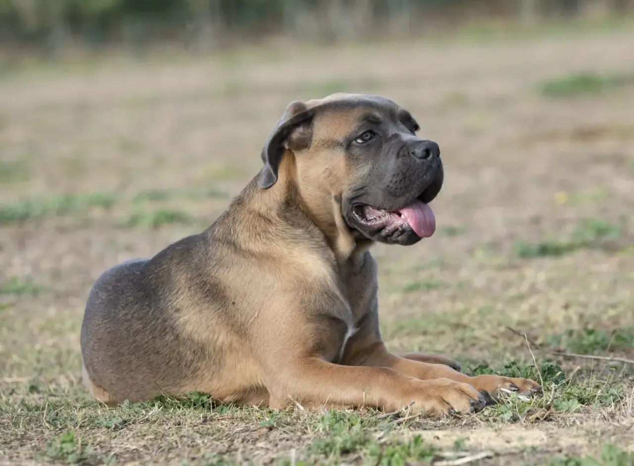 Młody pies rasy cane corso italiano leży na trawie, dysząc z językiem na zewnątrz.
