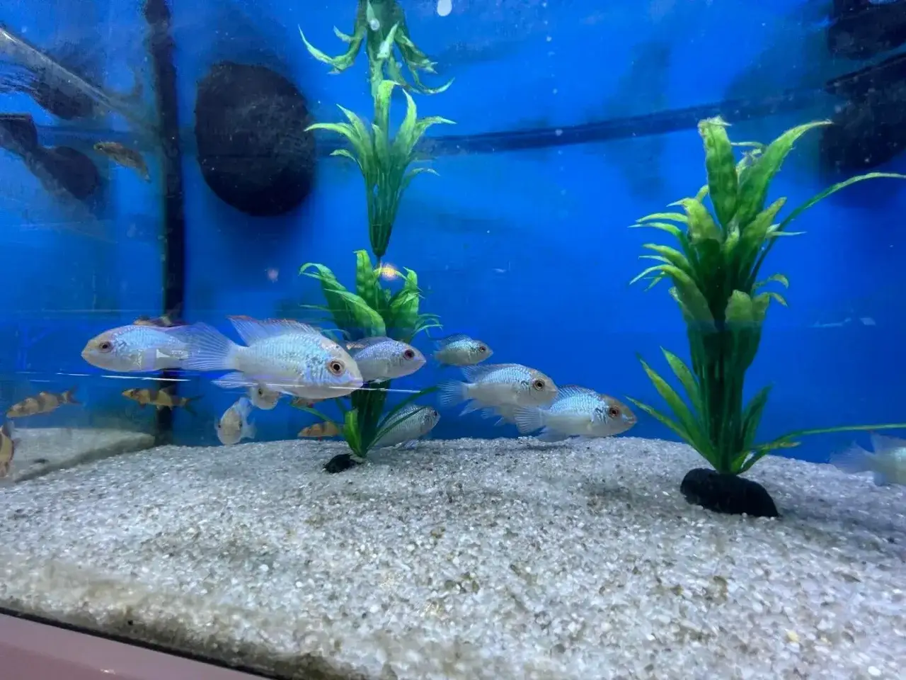 Akara electric blue pływają w akwarium z innymi rybami, wśród zielonych roślin i piaszczystego dna.