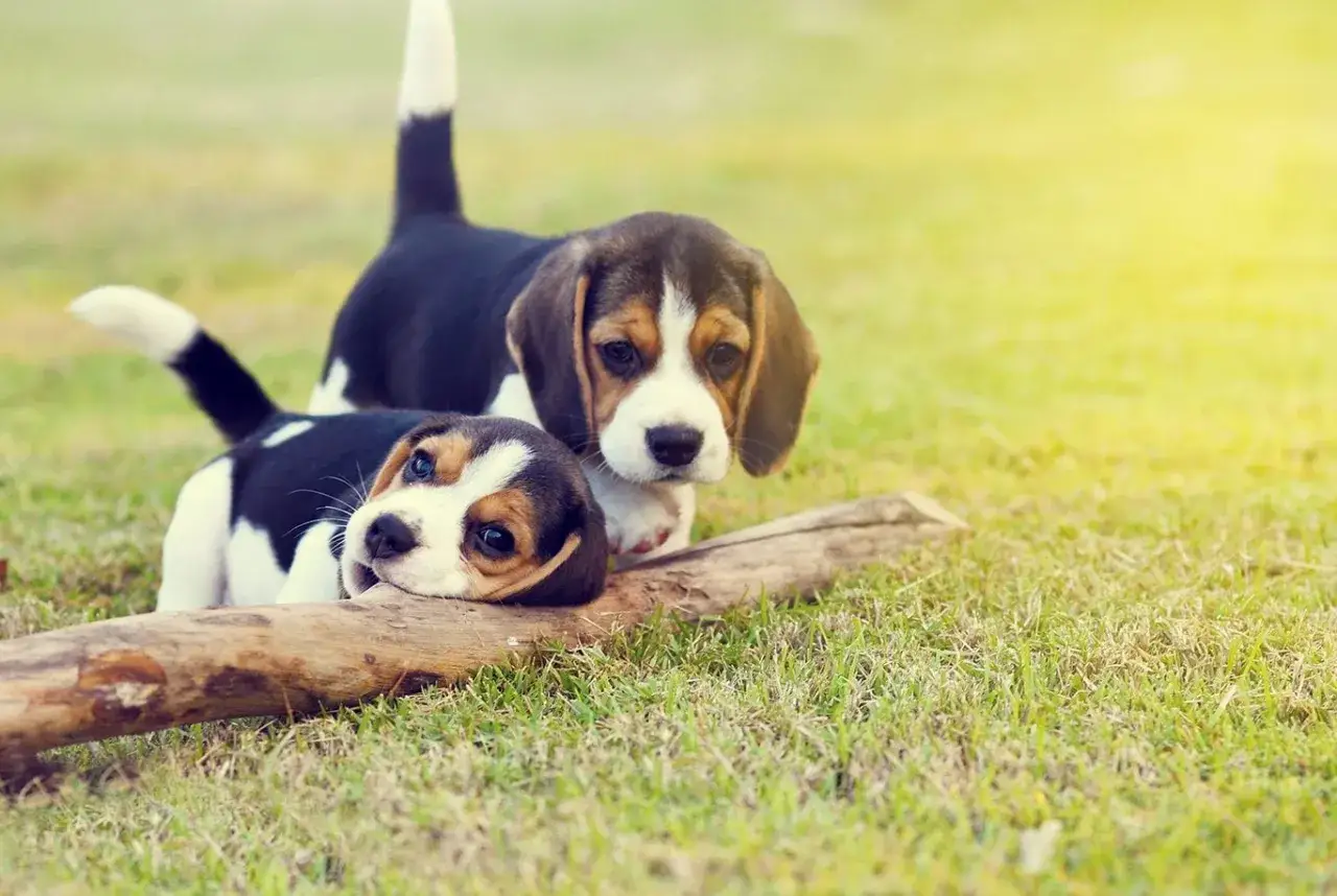 Dwa szczenięta beagle bawią się na trawie. Jedno leży na kłodzie, drugie stoi obok. Wyobraź sobie, kiedy beagle jest dorosły, jak bardzo urośnie!