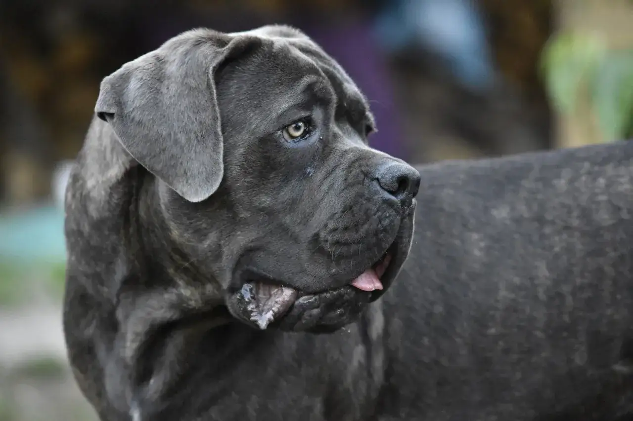 Potężny pies rasy cane corso, z charakterystycznym uściskiem szczęki, spogląda w bok.