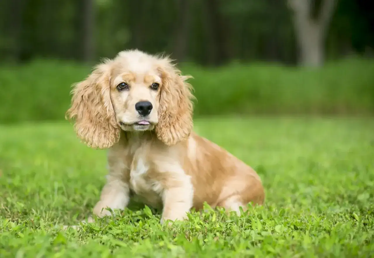 Uroczy szczeniak cocker spaniel siedzi na trawie, z językiem lekko wysuniętym.