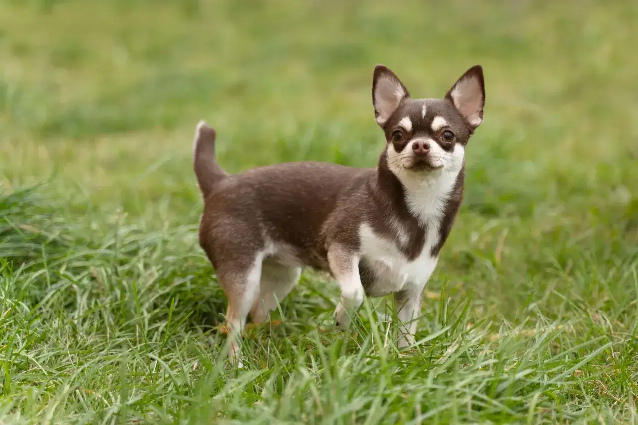 Mały piesek chihuahua, brązowo-biały, z dużymi uszami, stoi na trawie.