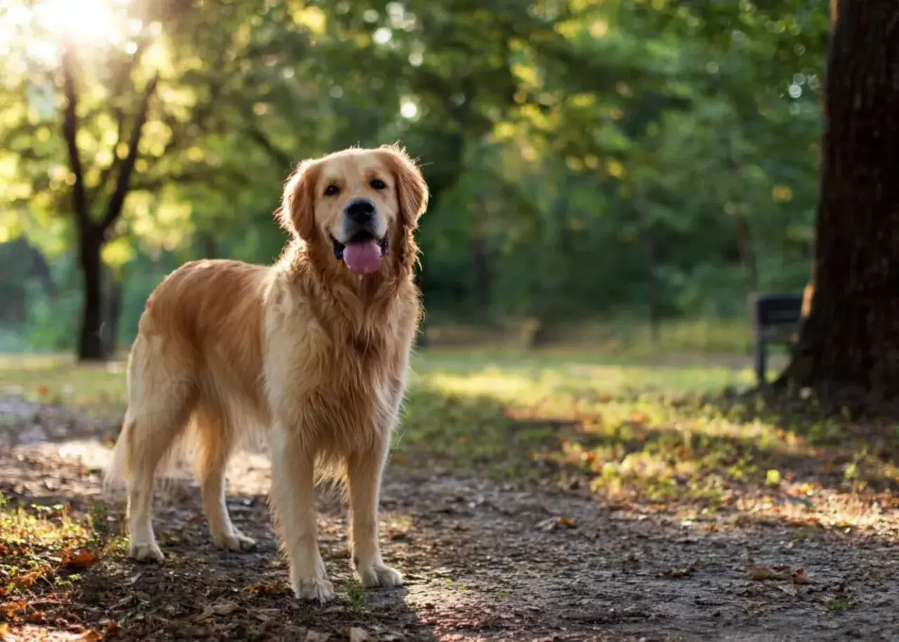 Złocisty pies rasy golden retriever stoi w parku, ciesząc się słońcem.