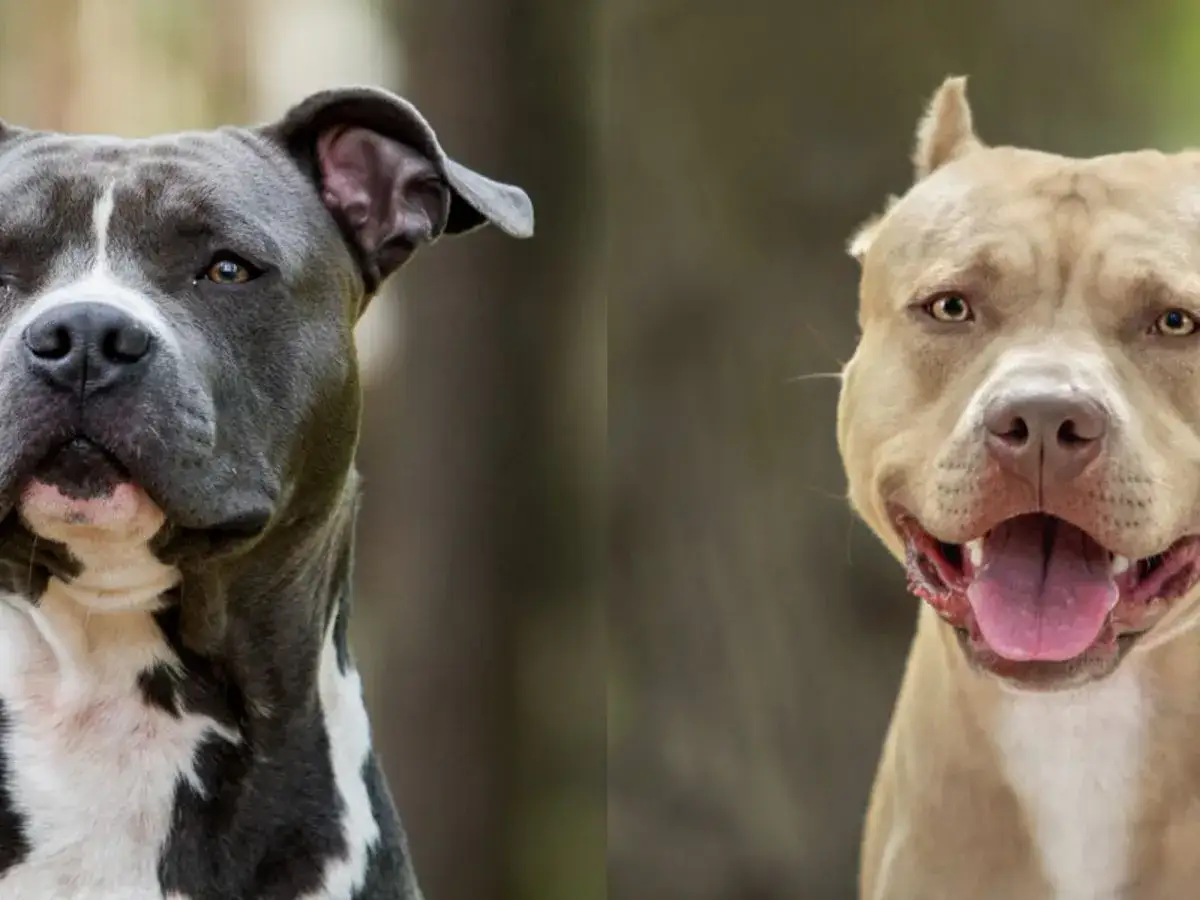 Dwa psy, amstaff i staffik, patrzą w obiektyw. Jeden jest ciemnoszary z białymi znaczeniami, drugi beżowy.