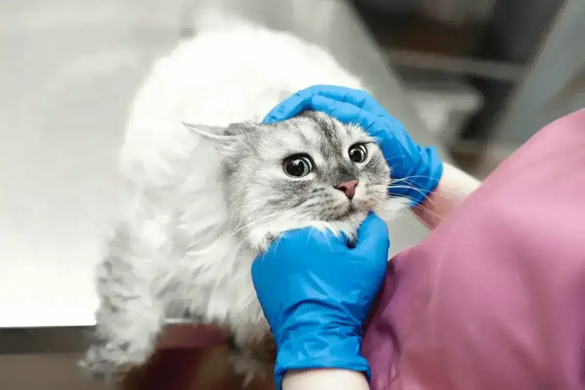 Wet, fluffy cat with wide eyes looks worried as vet checks for lupiez u kota.