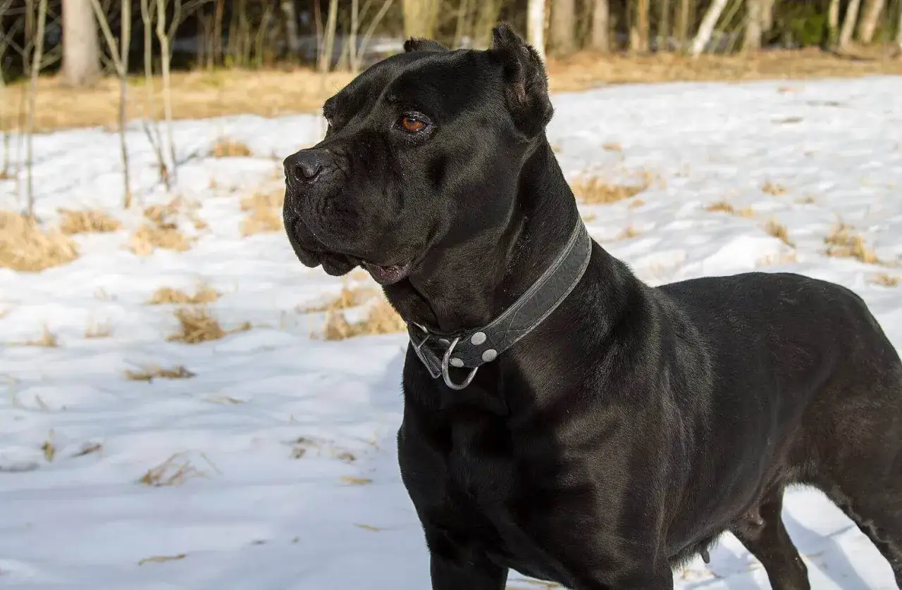 Czarny pies rasy Cane Corso, z pozoru groźny, stoi na śniegu. W rzeczywistości to łagodny olbrzym.