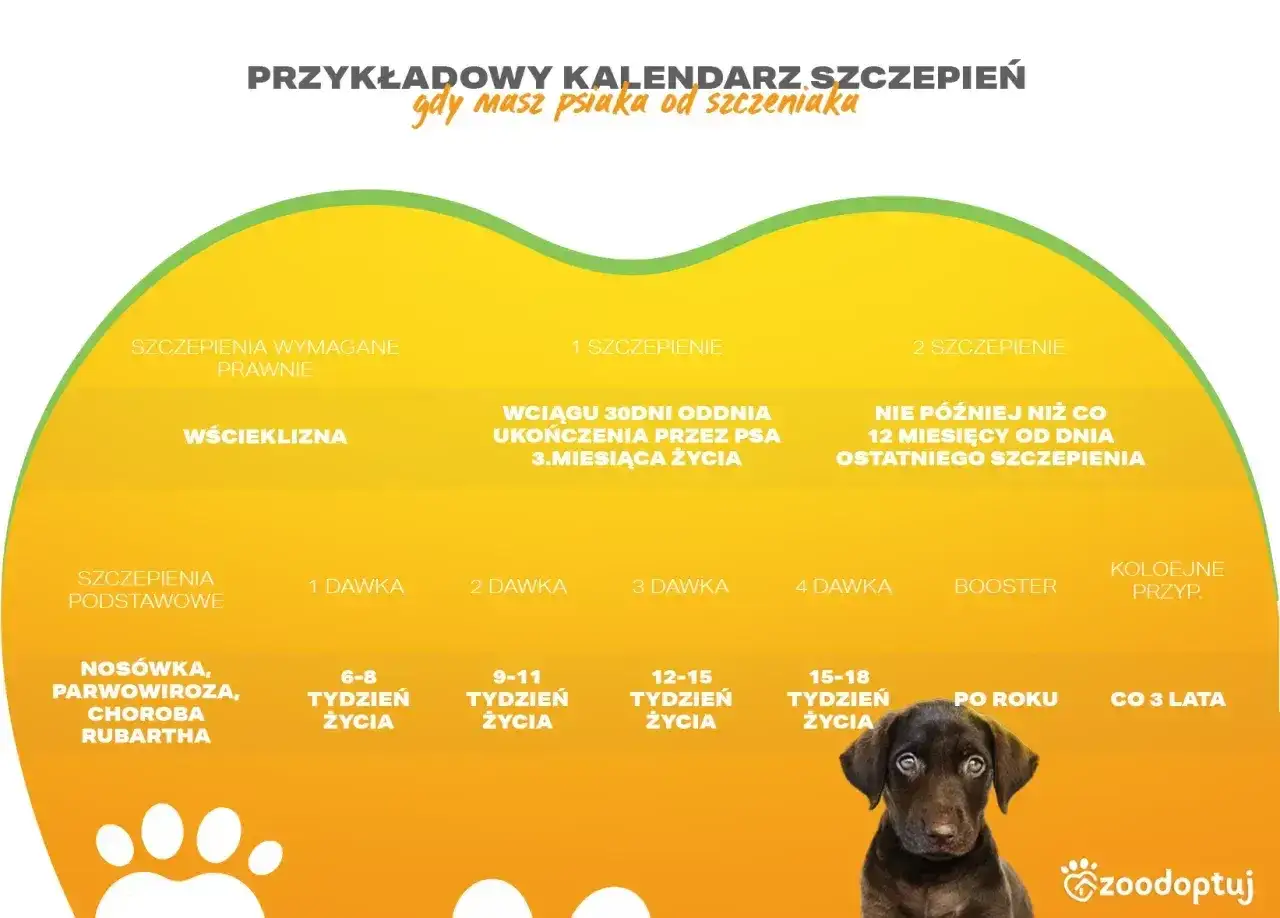 Kalendarz szczepień psa: podstawowe co ile trzeba szczepienie na choroby zakaźne, wściekliznę, dawki i terminy.