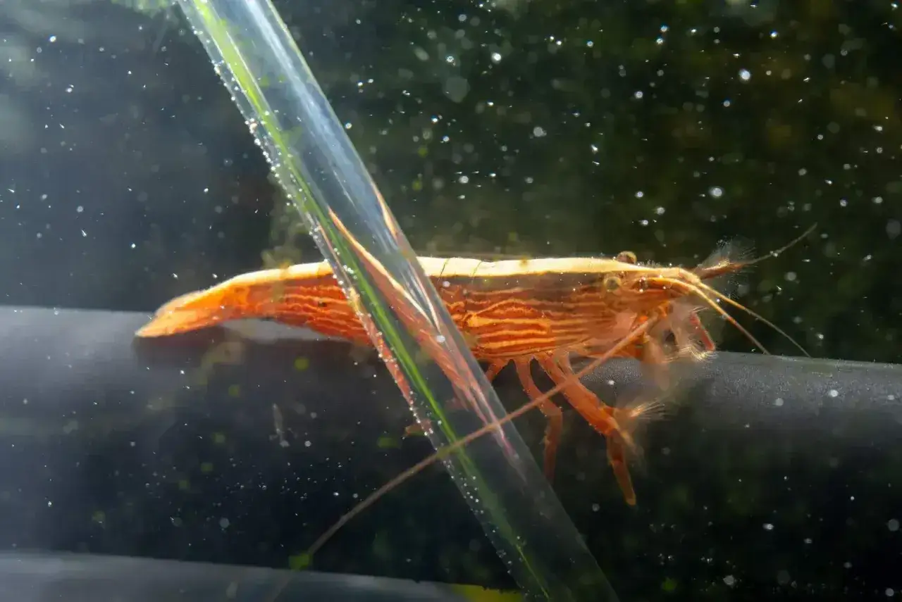Pomarańczowa krewetka Amano z widocznymi prążkami, odpoczywa na czarnej rurce. Poznaj krewetki amano wymagania.