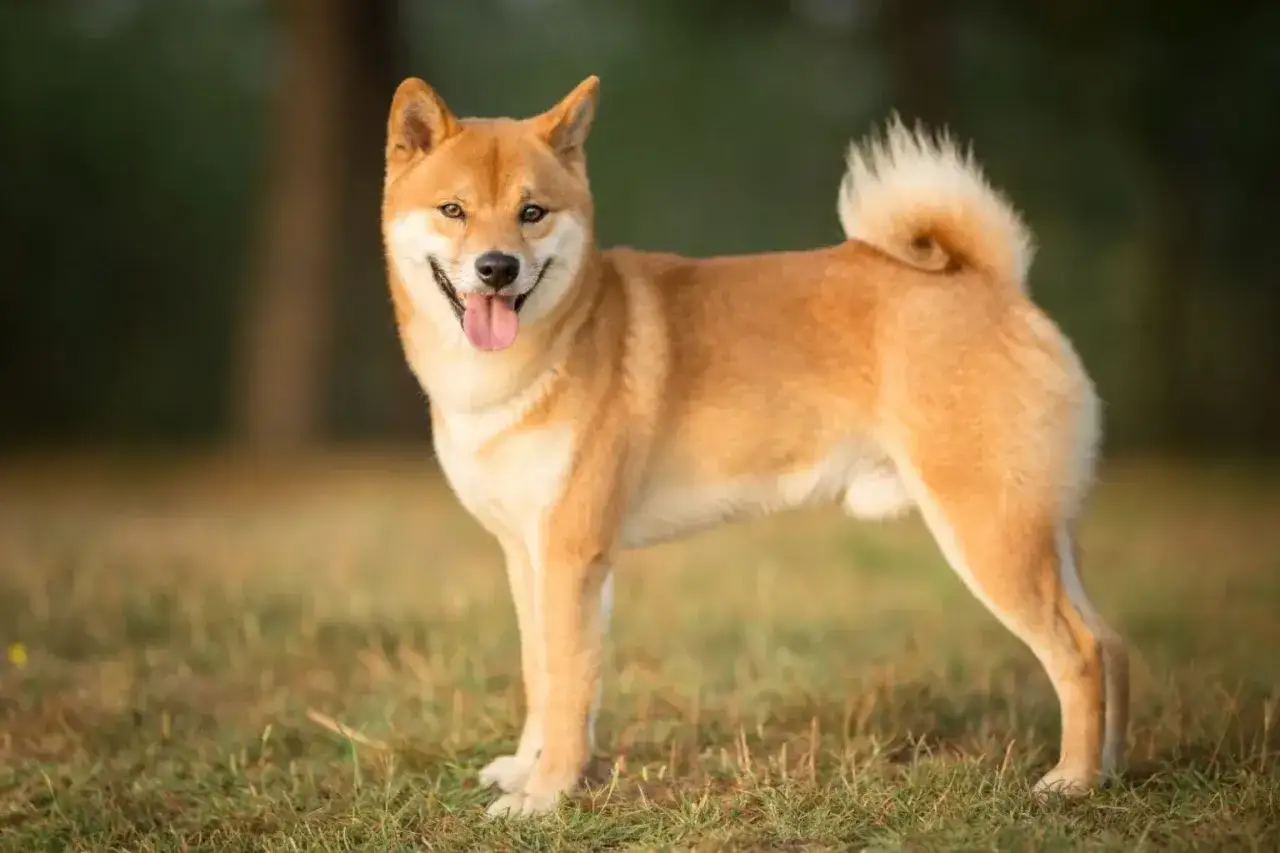 Uroczy shiba inu, znany ze swojej kompaktowej wielkości, pozuje na trawie.