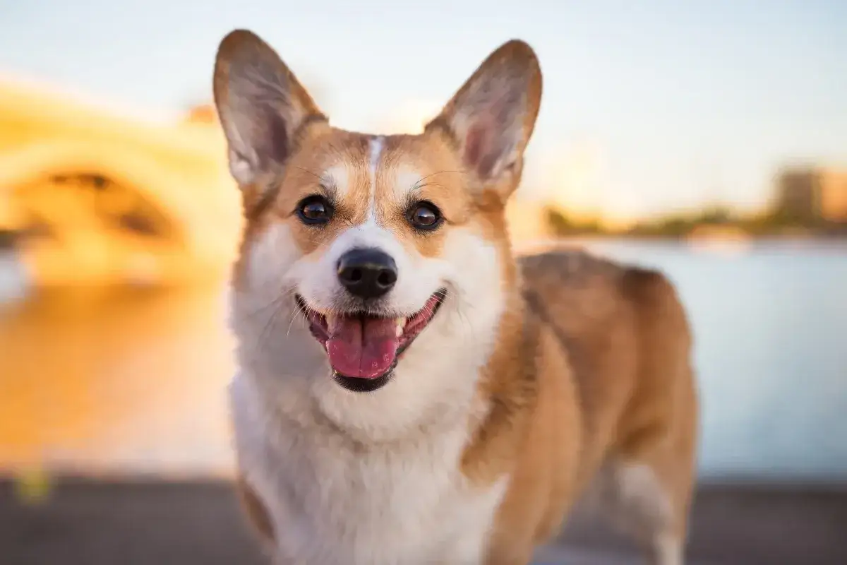 Uśmiechnięty corgi pembroke a cardigan, z uszami sterczącymi do góry, cieszy się ciepłym zachodem słońca nad wodą.