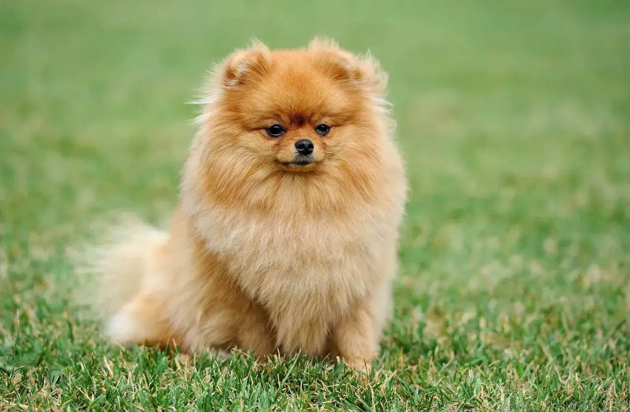 Mały puchaty piesek pomeranian siedzi na zielonej trawie, wyglądając uroczo i przyjaźnie.