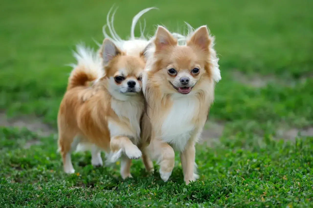 Dwa urocze chihuahua długowłose, o złotym umaszczeniu, biegną po zielonej trawie. Ich puszyste ogonki i uszy dodają im uroku, podkreślając ich charakterystyczny wygląd.