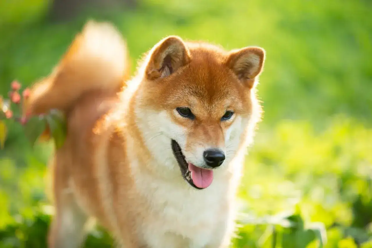 Rudy pies rasy Shiba Inu, jeden z psów średniej wielkości, cieszy się słońcem na zielonej łące.