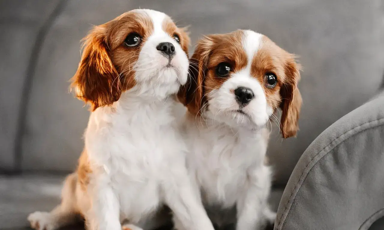 Dwa urocze szczenięta rasy cocker spaniel cavalier siedzą obok siebie, patrząc z zaciekawieniem.