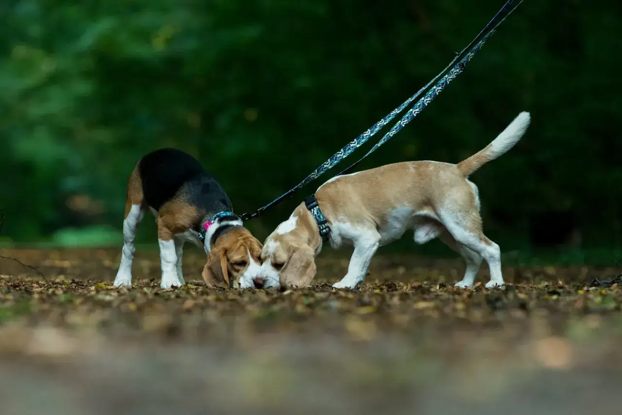 Dwa psy rasy beagle wąchają ziemię w lesie, połączone smyczą.
