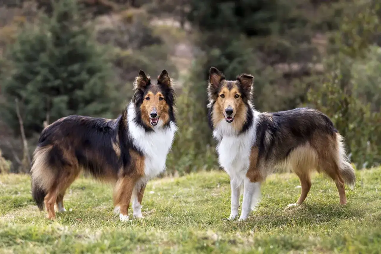 Dwa psy rasy collie stojące na trawie, zalesione tło.