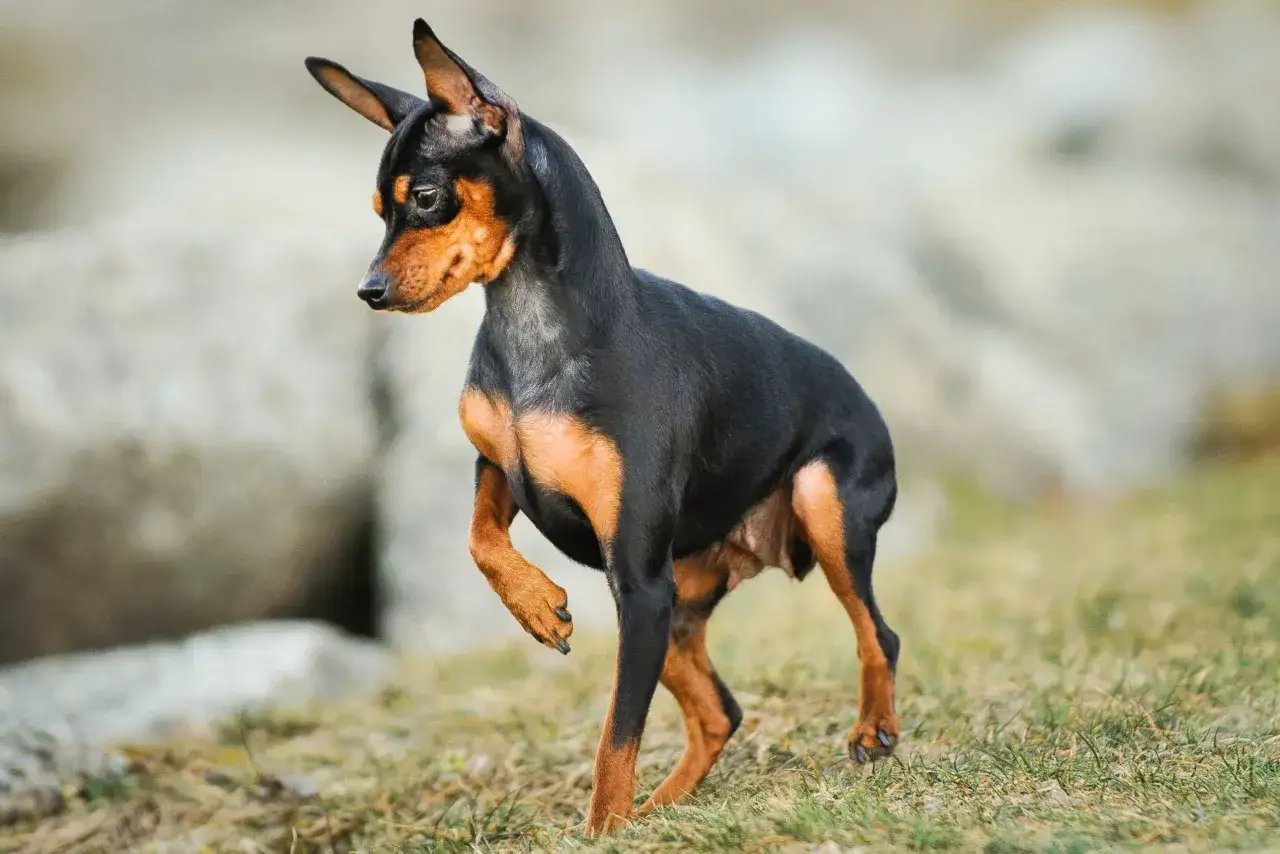 Czarny pinczer miniaturowy z rudymi znaczeniami, z podniesioną łapą, wygląda na lekkiego i zwinnego.