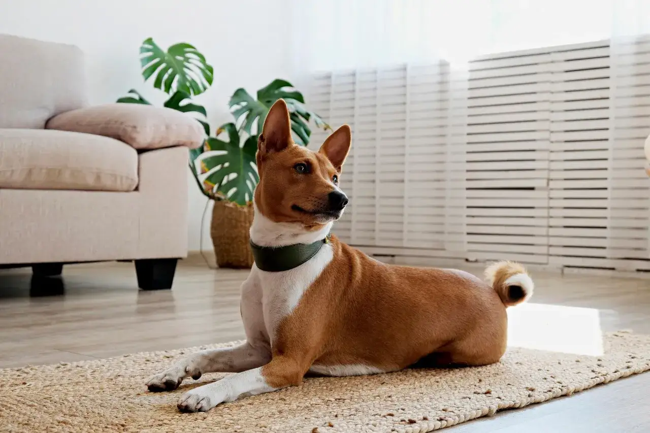 Basenji, idealne małe psy rasy do mieszkania, leży na dywaniku obok kanapy i rośliny.