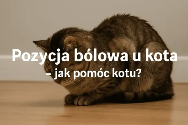 Kot w pozycji bólowej, skulony, z opuszczoną głową. Tekst: "Pozycja bólowa u kota – jak pomóc kotu?".