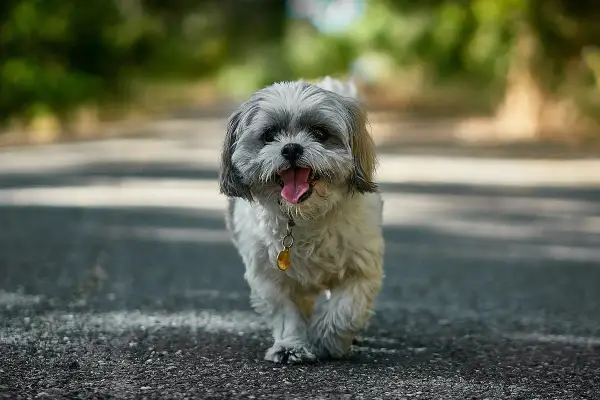 Urocze psy z włosami, Shih Tzu, biegnące po drodze, z językiem na wierzchu, wesołe i pełne energii.