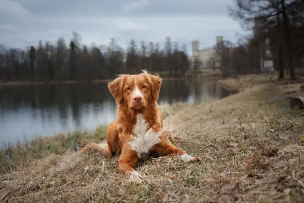 Rudy pies rasy Nova Scotia Duck Tolling Retriever leży na trawie nad jeziorem. W tle widać drzewa i budynek.