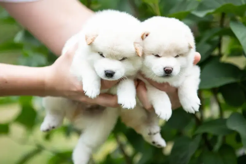 Dwa białe szczenięta rasy shiba inu z rudawymi uszkami, trzymane w dłoniach na tle zieleni.